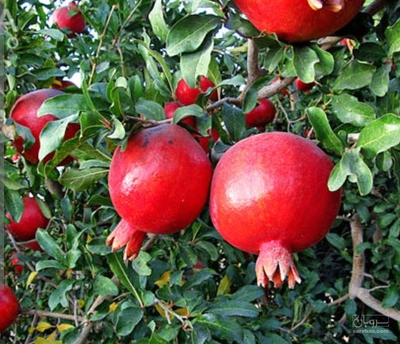 فروش انار