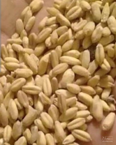 فروش گندم