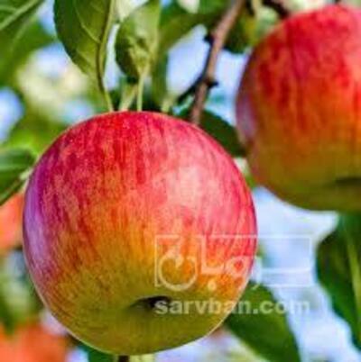 فروش سیب