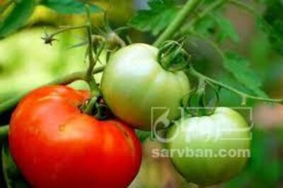 فروش گوجه فرنگی