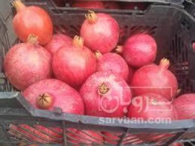 فروش انار