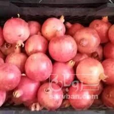 فروش انار