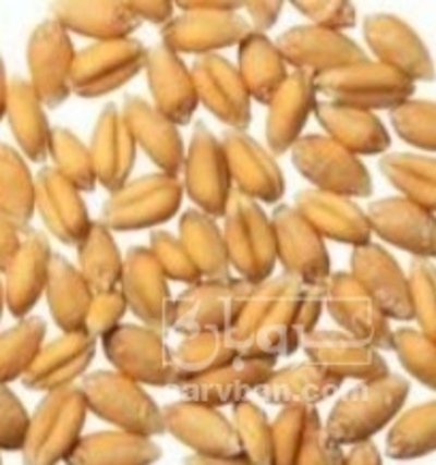 فروش گندم