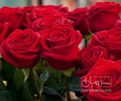 فروش گل رز شاخه بریده