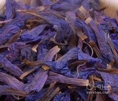 فروش گل گاو زبان - گاوزبان (گیاه‌ دارویی)