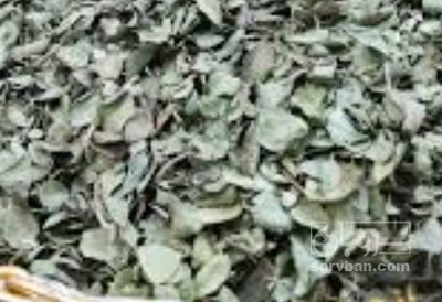 فروش آویشن خشک (گیاه‌ دارویی)