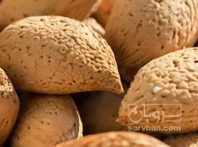 فروش بادام