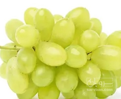 فروش انگور