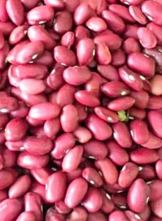 فروش لوبیا قرمز یاقوتی