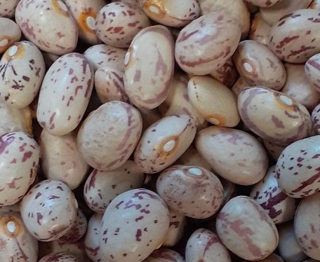 فروش لوبیا چیتی محلی