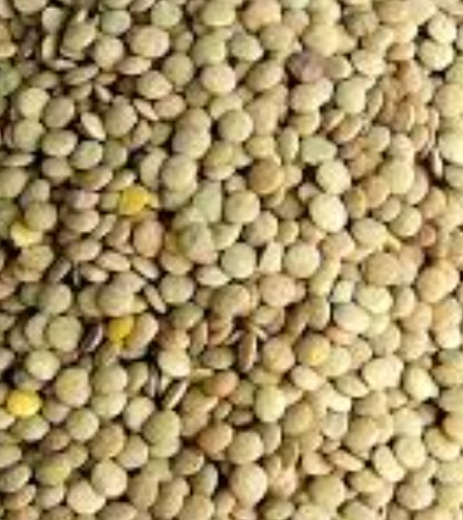 فروش عدس
