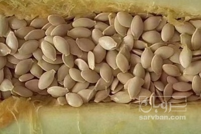 فروش تخمه  کدو بذری