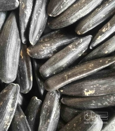 فروش تخمه سیاه شمشیری