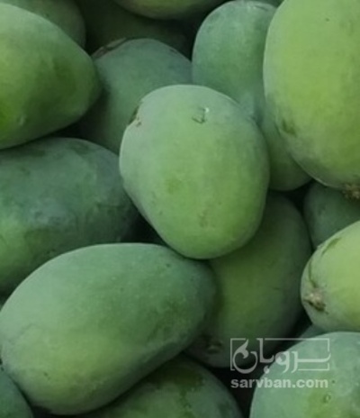 فروش انبه کال