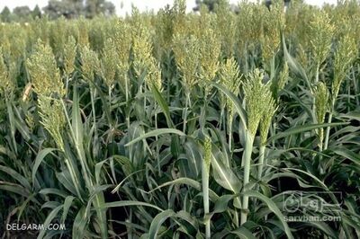 فروش ذرت علوفه‌ای