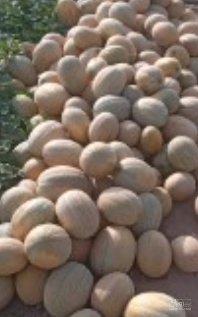 فروش طالبی