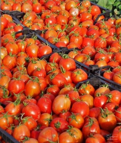 فروش گوجه فرنگی