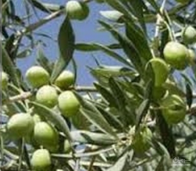 فروش زیتون