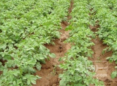 فروش سیب زمینی