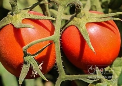 فروش گوجه فرنگی