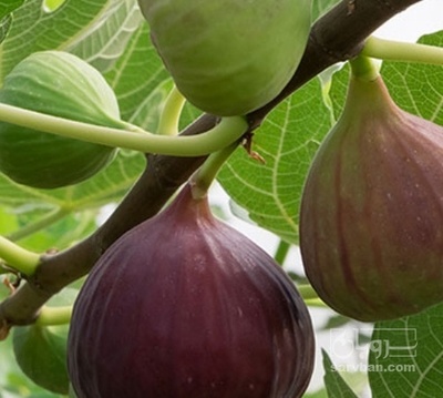 فروش انجیر