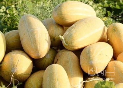 فروش خربزه