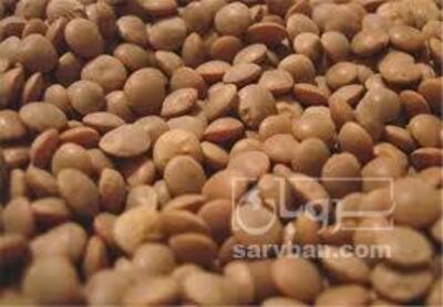 فروش عدس