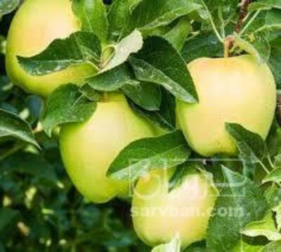 فروش سیب لبنانی