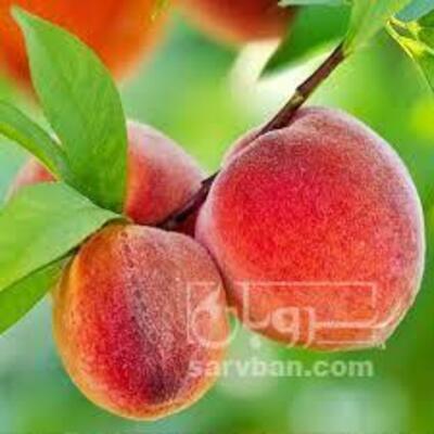 فروش هلو