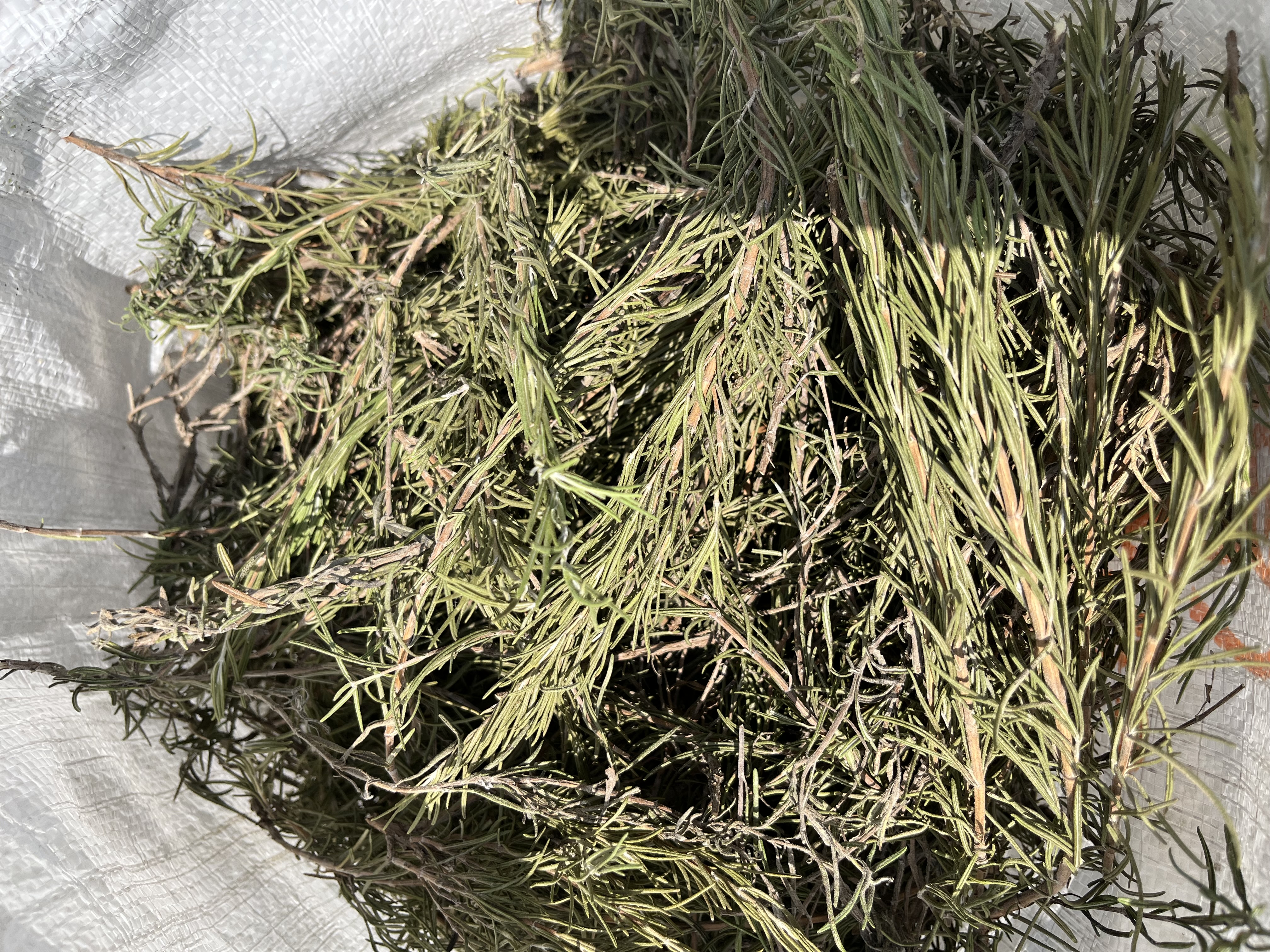 فروش رزماری سرشاخه(گیاه‌ دارویی)