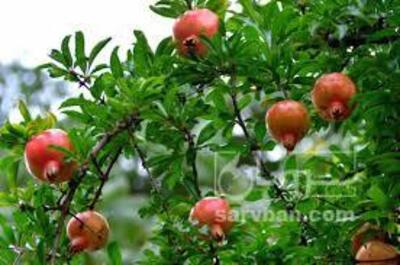 فروش انار