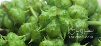 فروش خارخاسک (گیاه‌ دارویی)
