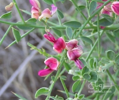 فروش خارشتر (گیاه‌ دارویی)