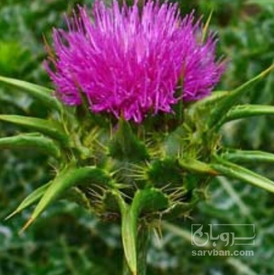 فروش خار مریم (گیاه‌ دارویی)