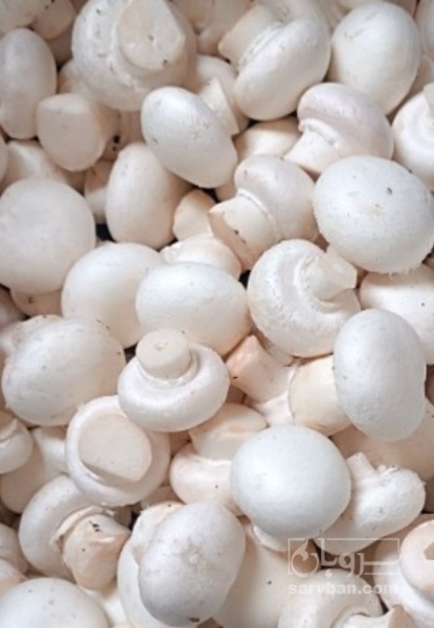 فروش قارچ دکمه ای
