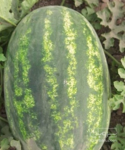 فروش هندوانه بیضی