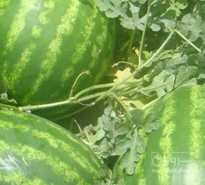 فروش هندوانه گرد