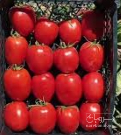 فروش گوجه فرنگی بروبیو