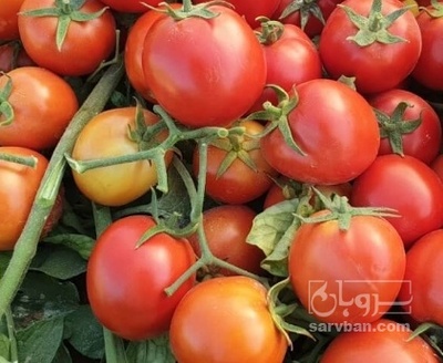 فروش گوجه فرنگی کیوا