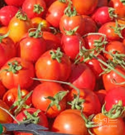 فروش گوجه فرنگی متین