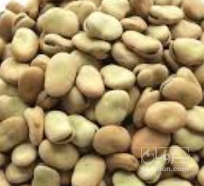 فروش باقلا تازه - باقالی - باقالا