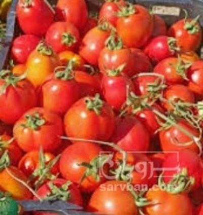 فروش گوجه فرنگی