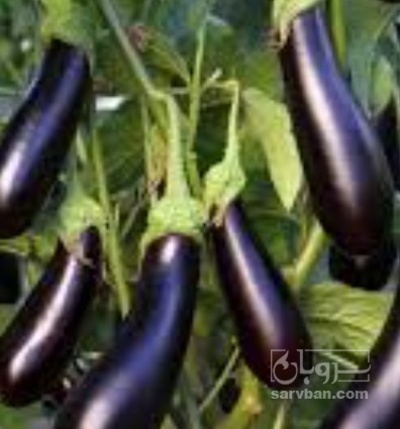 فروش بادمجان قلمی | سروبان