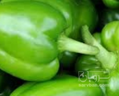 فروش فلفل دلمه ای سبز