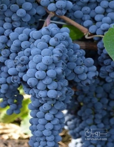 فروش انگور شانی
