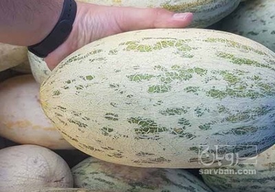 فروش خربزه مناجاتی