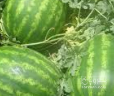 فروش هندوانه گرد