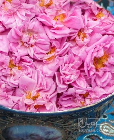 فروش گل محمدی (گیاه‌ دارویی)