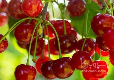 فروش آلبالو