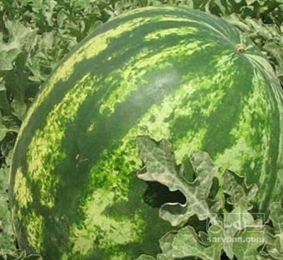 فروش هندوانه گرد